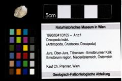 Foto (Objekt + Etiketten) von Decapoda indet. 
